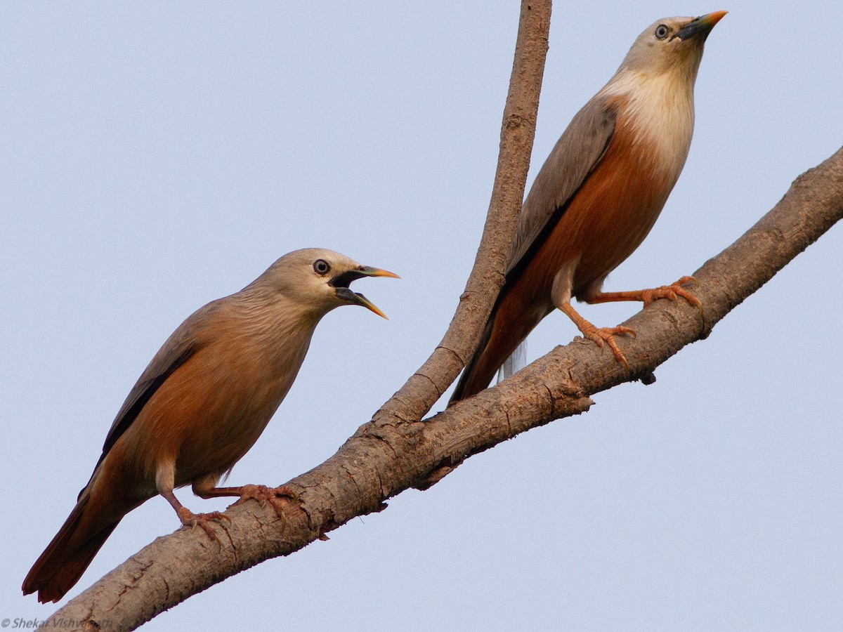 Chestnut-tailed Starling - Shekar Vishvanath