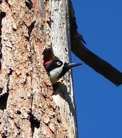 Acorn Woodpecker - Sonoran Audubon Society Field Trips