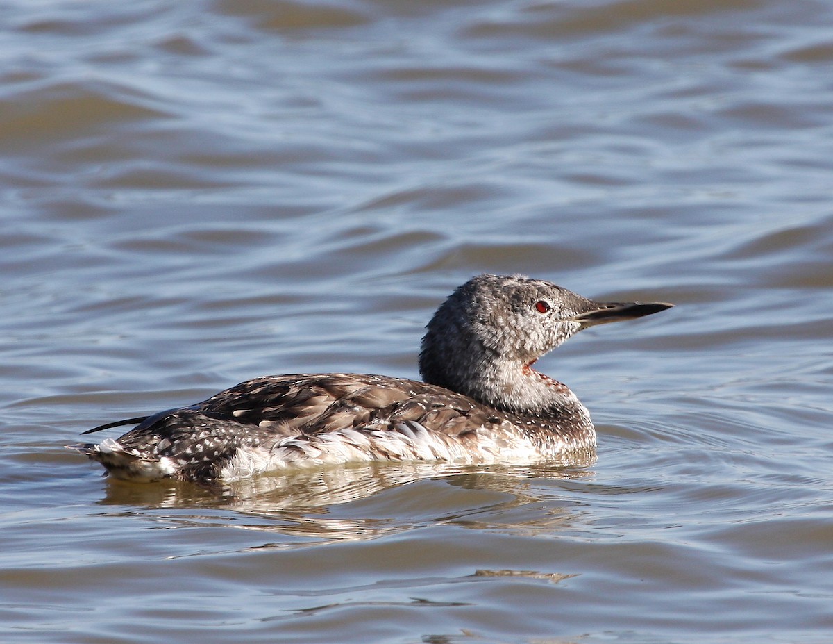 Red-throated Loon - ML120049301