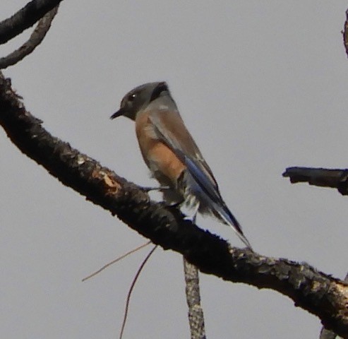 Western Bluebird - Sonoran Audubon Society Field Trips