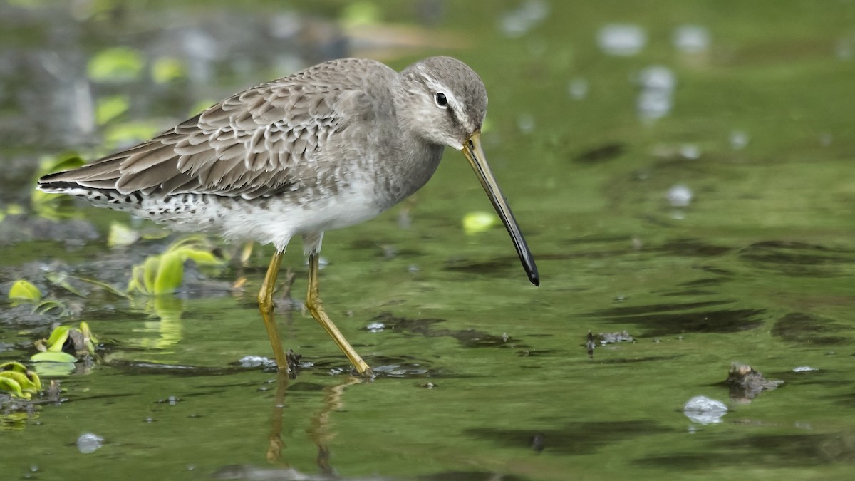 Long-billed Dowitcher - Tim White
