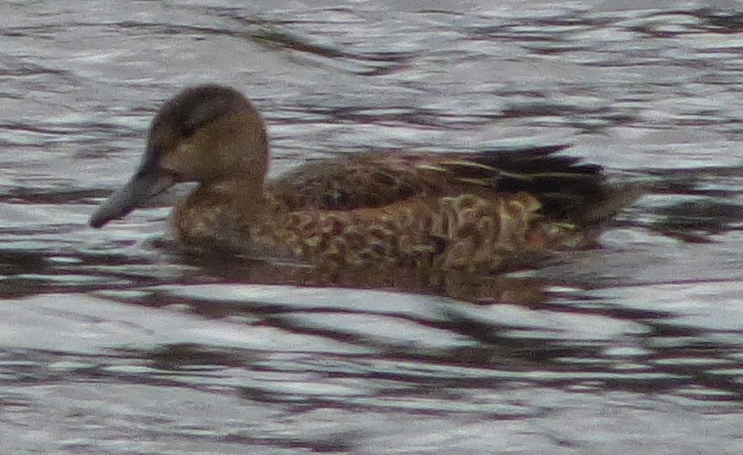 Blue-winged Teal - ML120050921