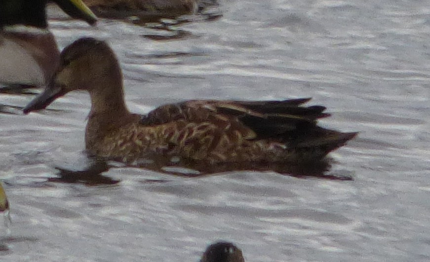 Blue-winged Teal - ML120050931