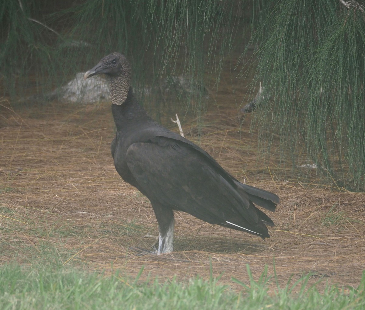 Black Vulture - ML120051381