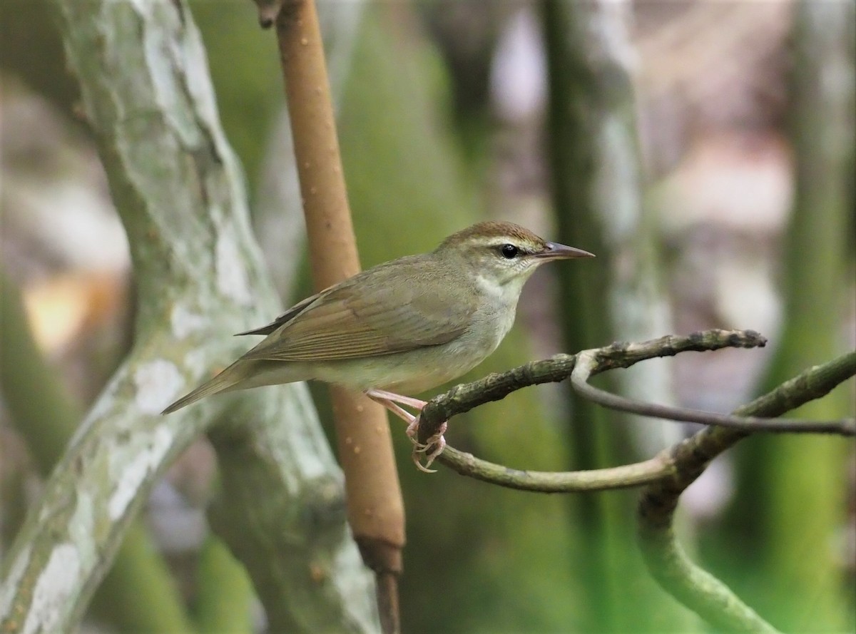 Swainson's Warbler - Daniel Aldana | Ornis Birding Expeditions
