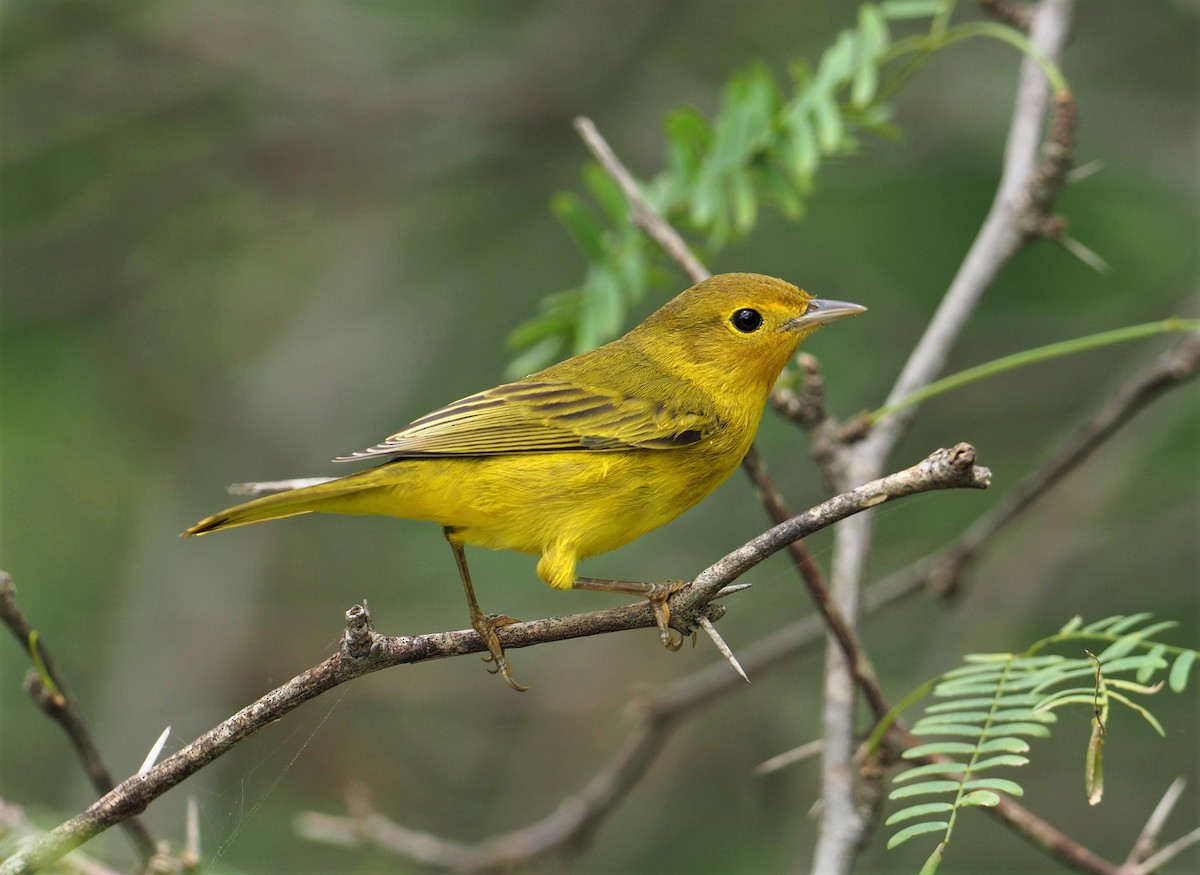 Yellow Warbler (Mangrove) - Daniel Aldana | Ornis Birding Expeditions