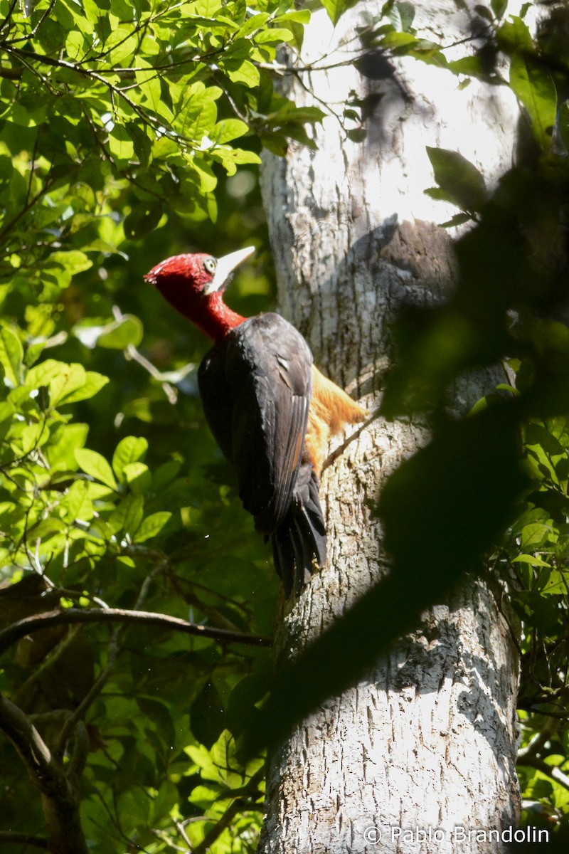 Red-necked Woodpecker - Pablo Brandolin