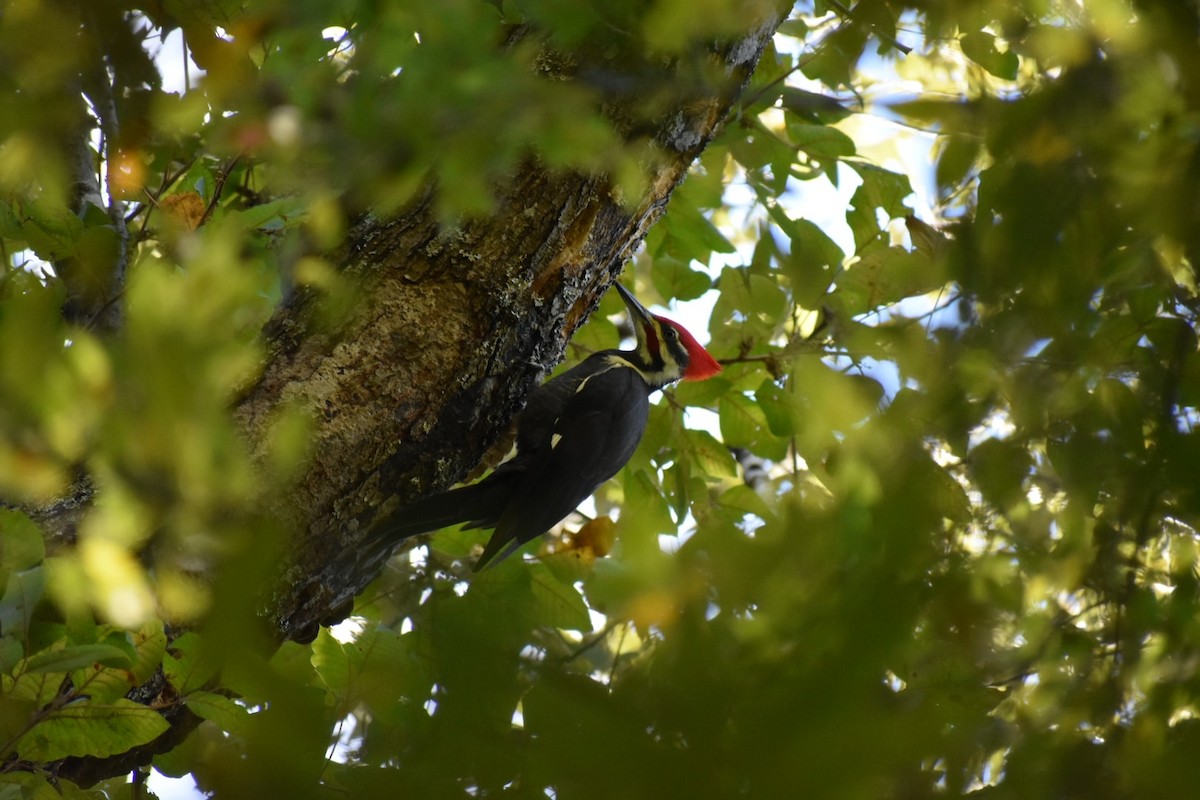 Pileated Woodpecker - Gabe Hargrove