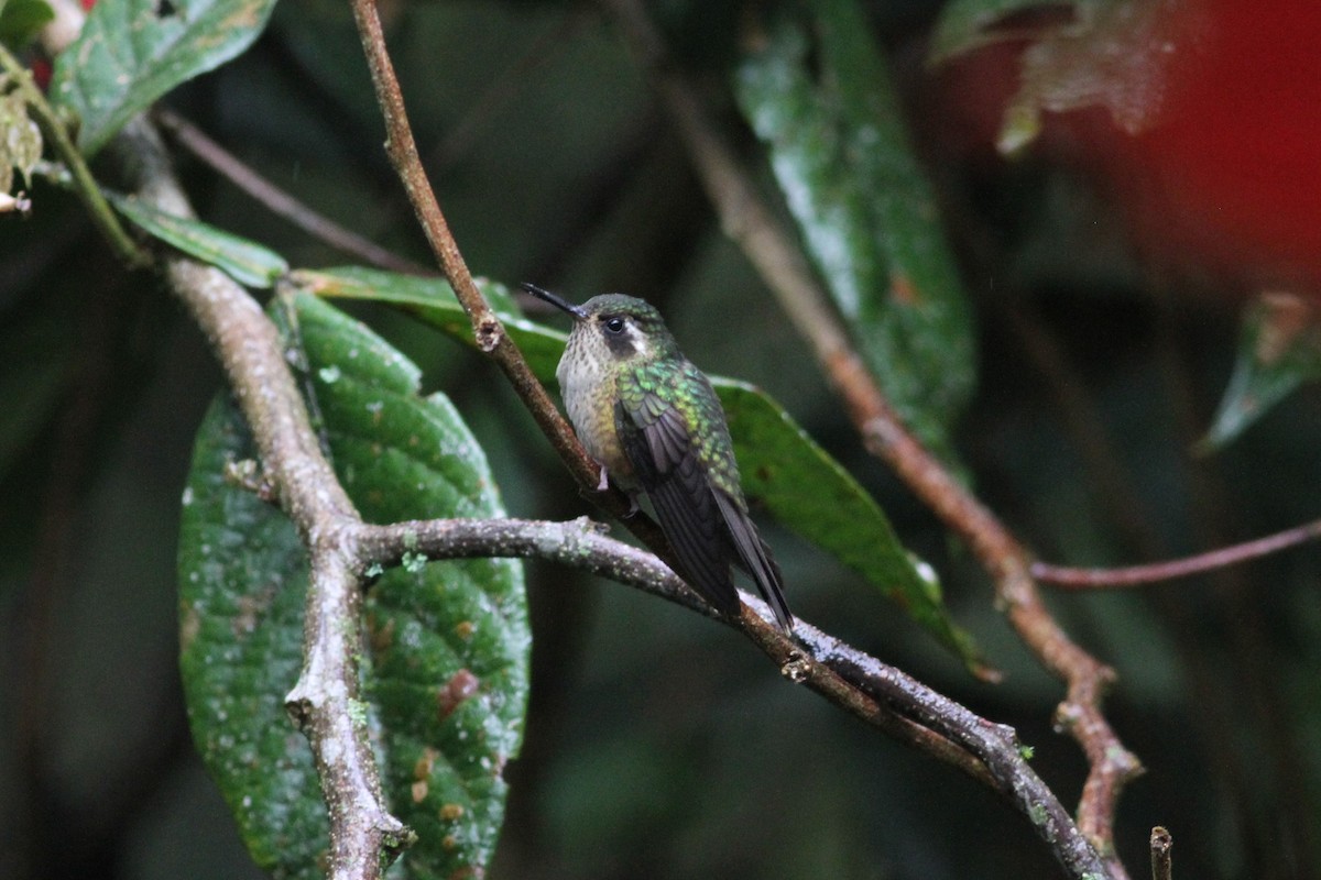 Speckled Hummingbird - Jay Huila Balvin