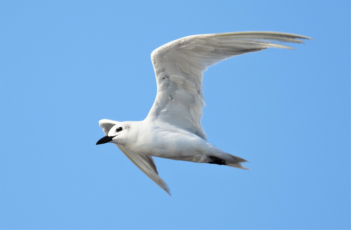 Gull-billed Tern - Daniel Aldana | Ornis Birding Expeditions