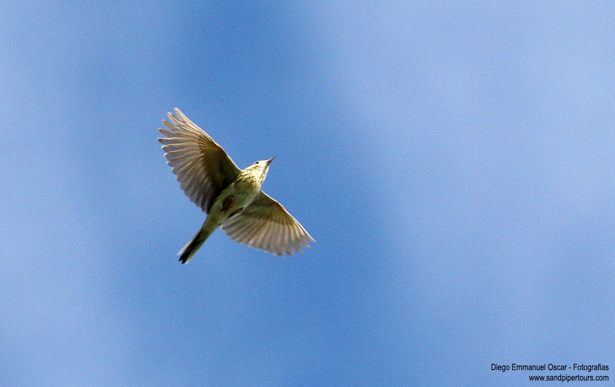 Ochre-breasted Pipit - ML120056631