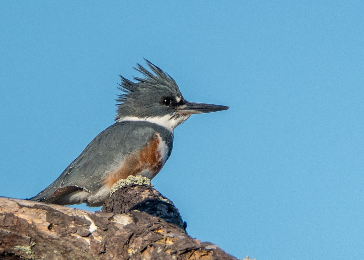 Belted Kingfisher - ML120058261