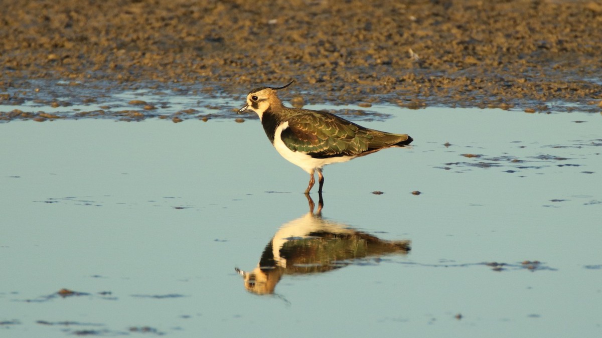 Northern Lapwing - Aitor Ormaetxea