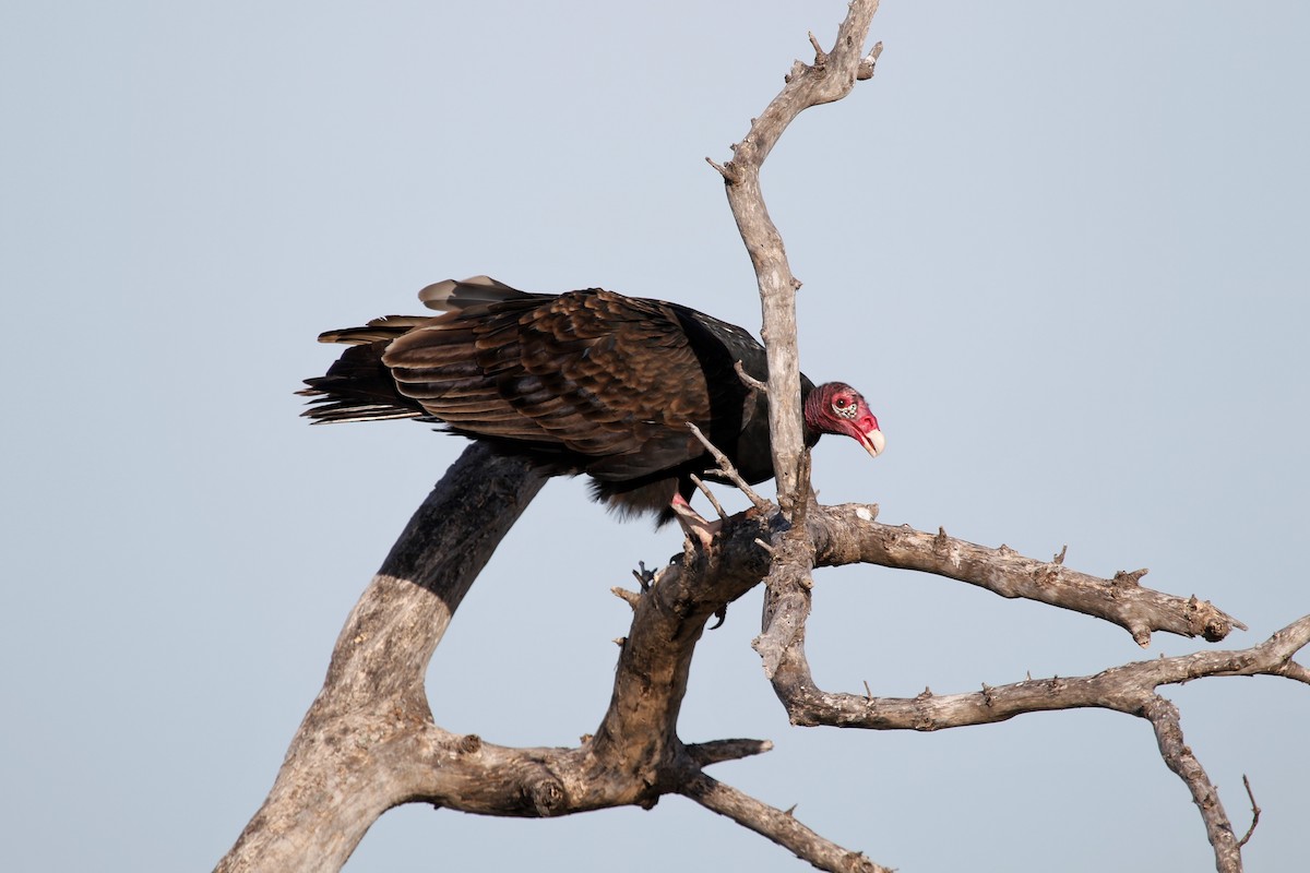 Turkey Vulture - Anne Ruben