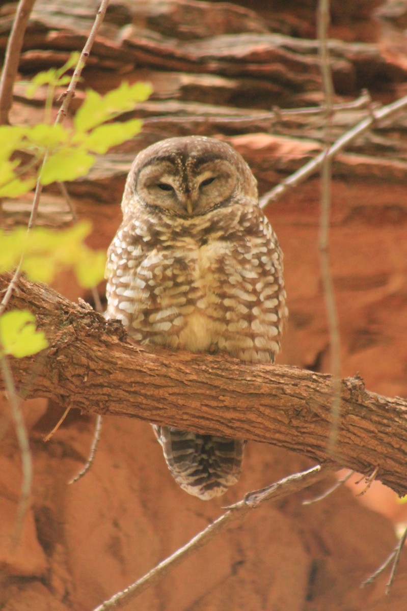 Spotted Owl - Shauna Cotrell