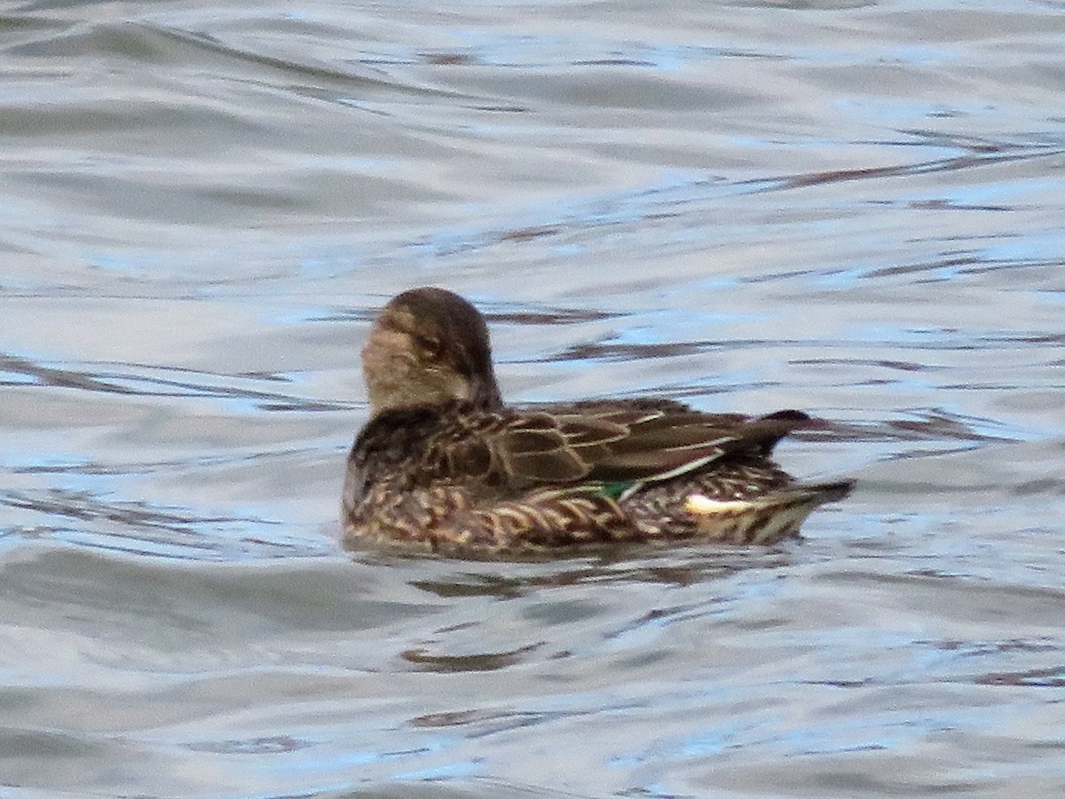 Green-winged Teal - ML120065811