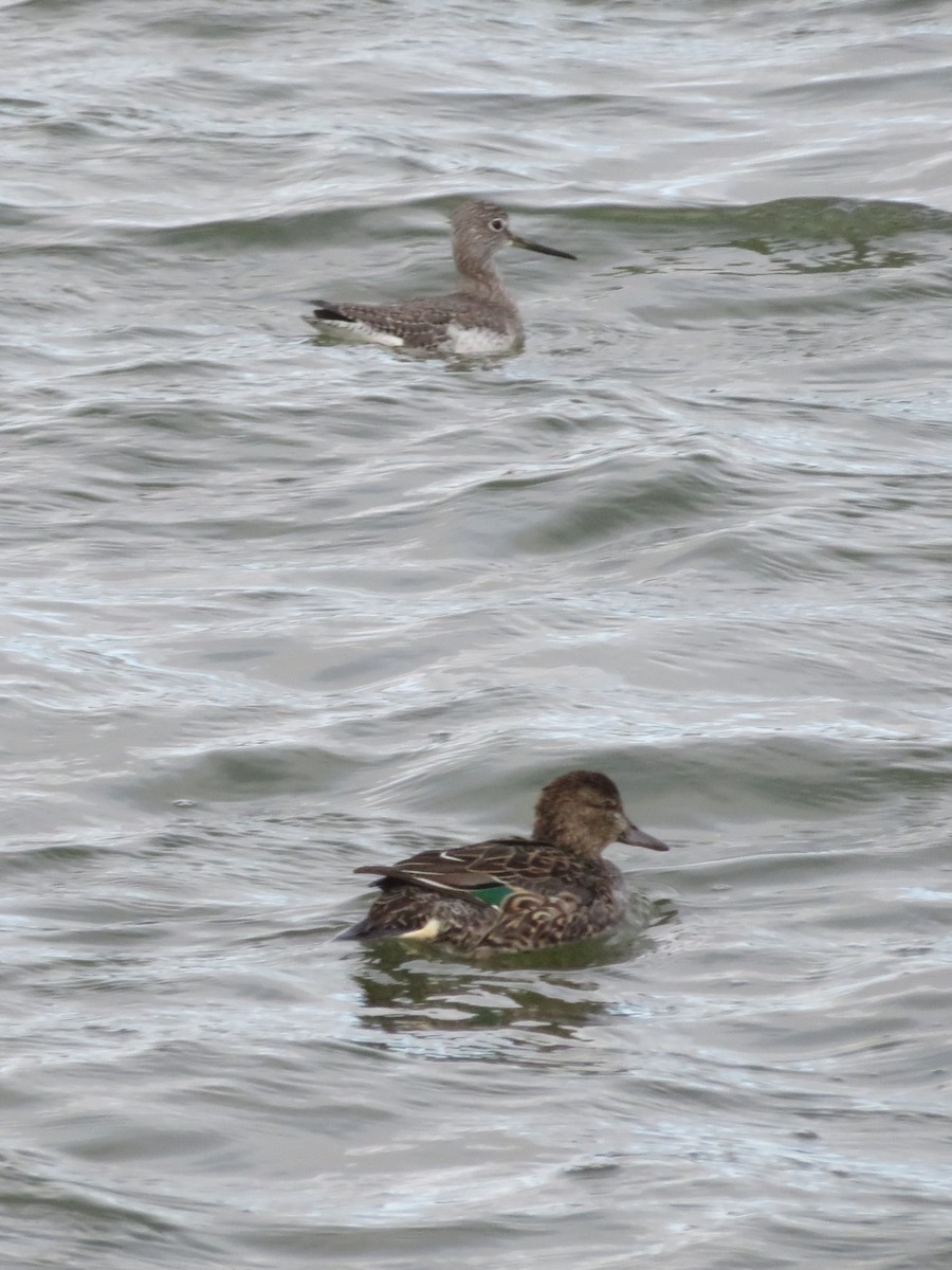Green-winged Teal - ML120065821