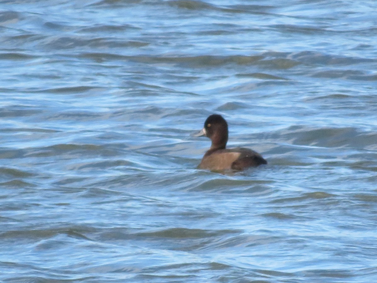 Greater Scaup - ML120066091