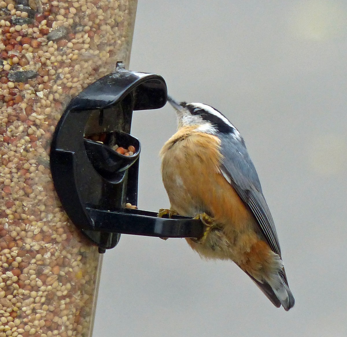 Red-breasted Nuthatch - Mike Birmingham