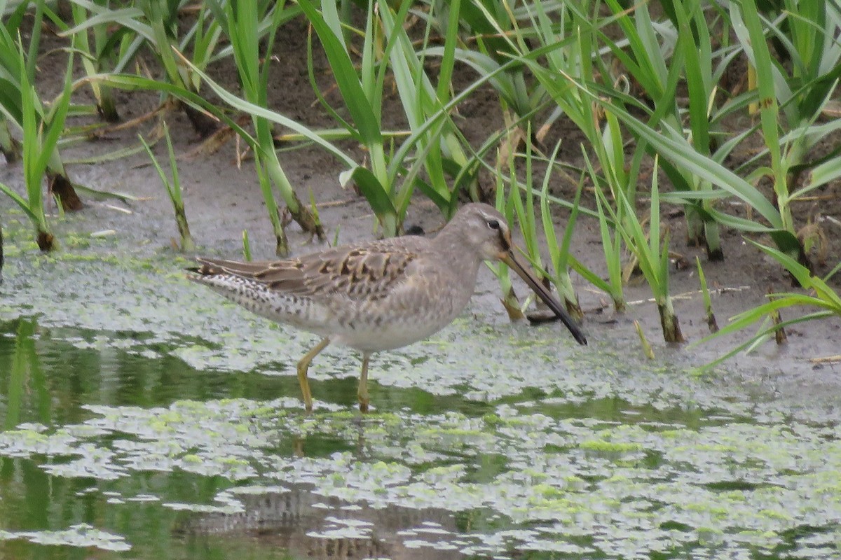 Long-billed Dowitcher - ML120067981