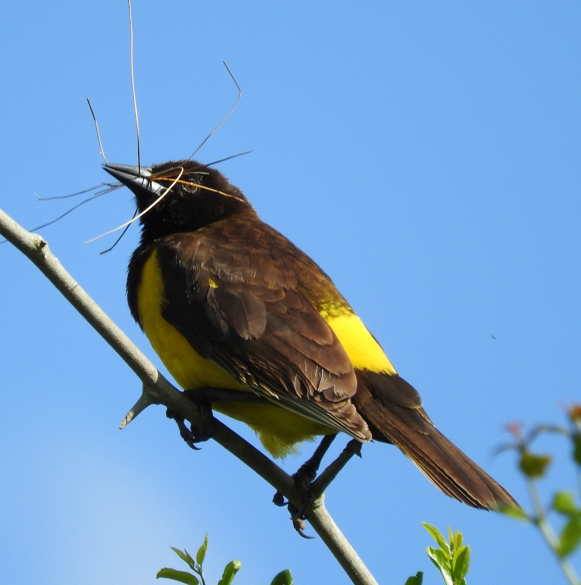 Yellow-rumped Marshbird - ML120068211