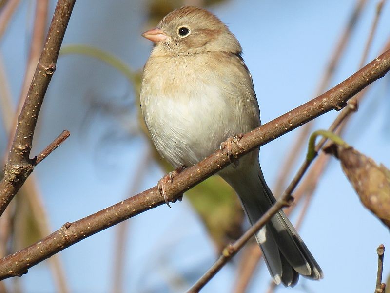 Field Sparrow - Tracy The Birder