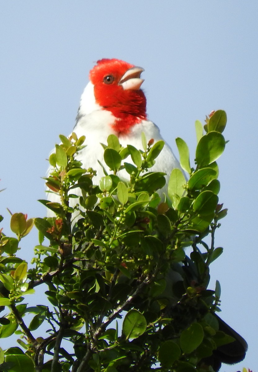 Red-crested Cardinal - ML120068461
