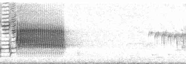Carouge à épaulettes (groupe phoeniceus) - ML12007