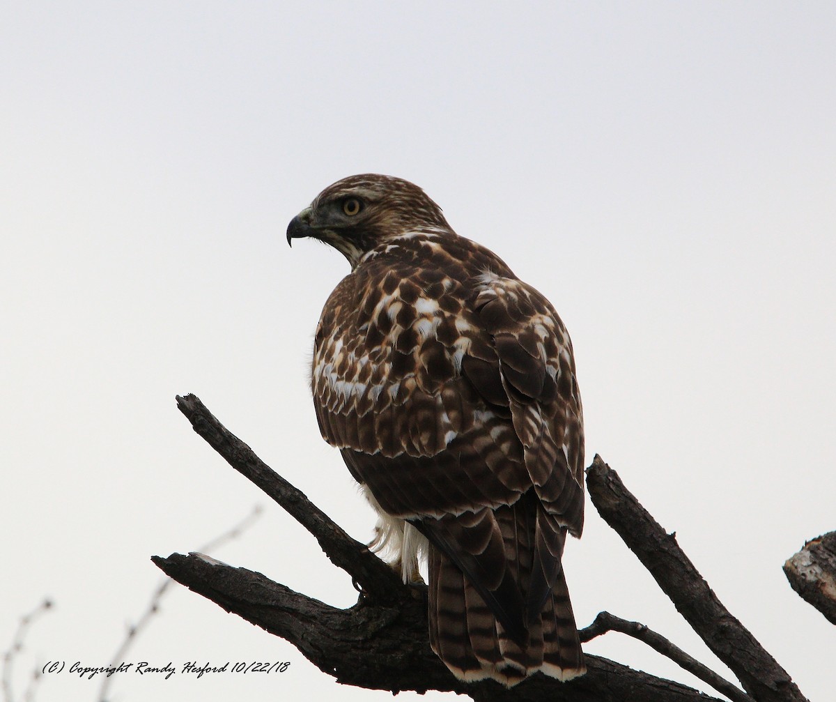 Red-tailed Hawk - Randy Hesford