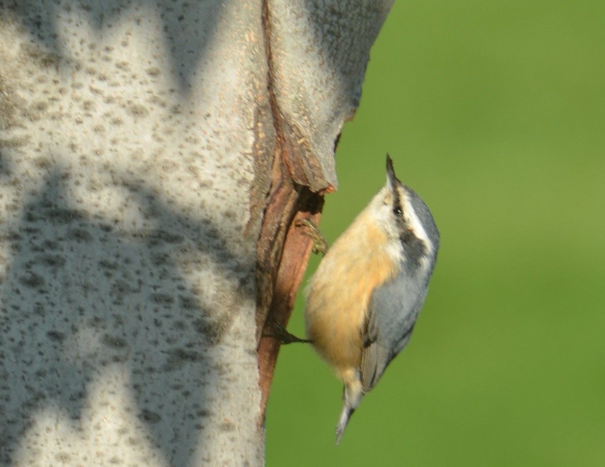 Red-breasted Nuthatch - Nathaniel  Wegner