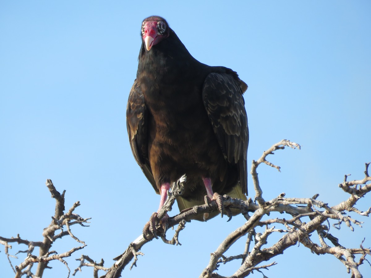 Turkey Vulture - Brian Rapoza
