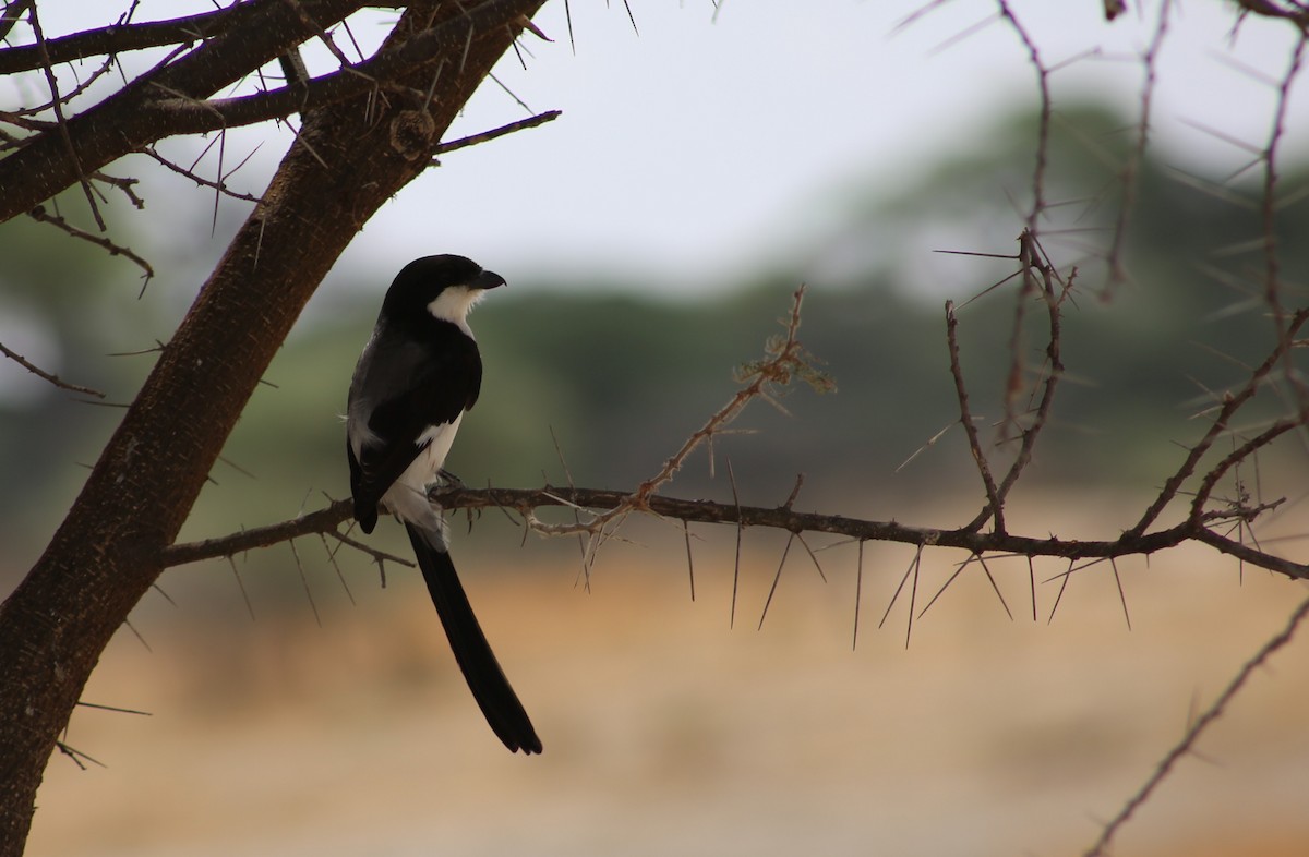 Long-tailed Fiscal - ML120080001