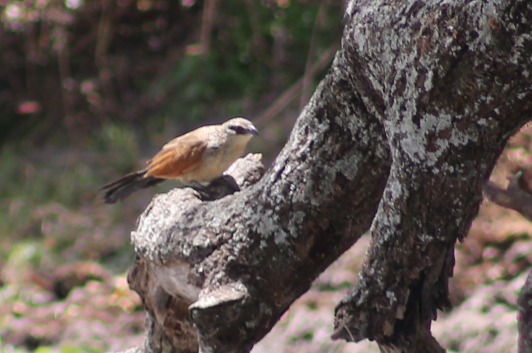 White-browed Coucal - ML120080751
