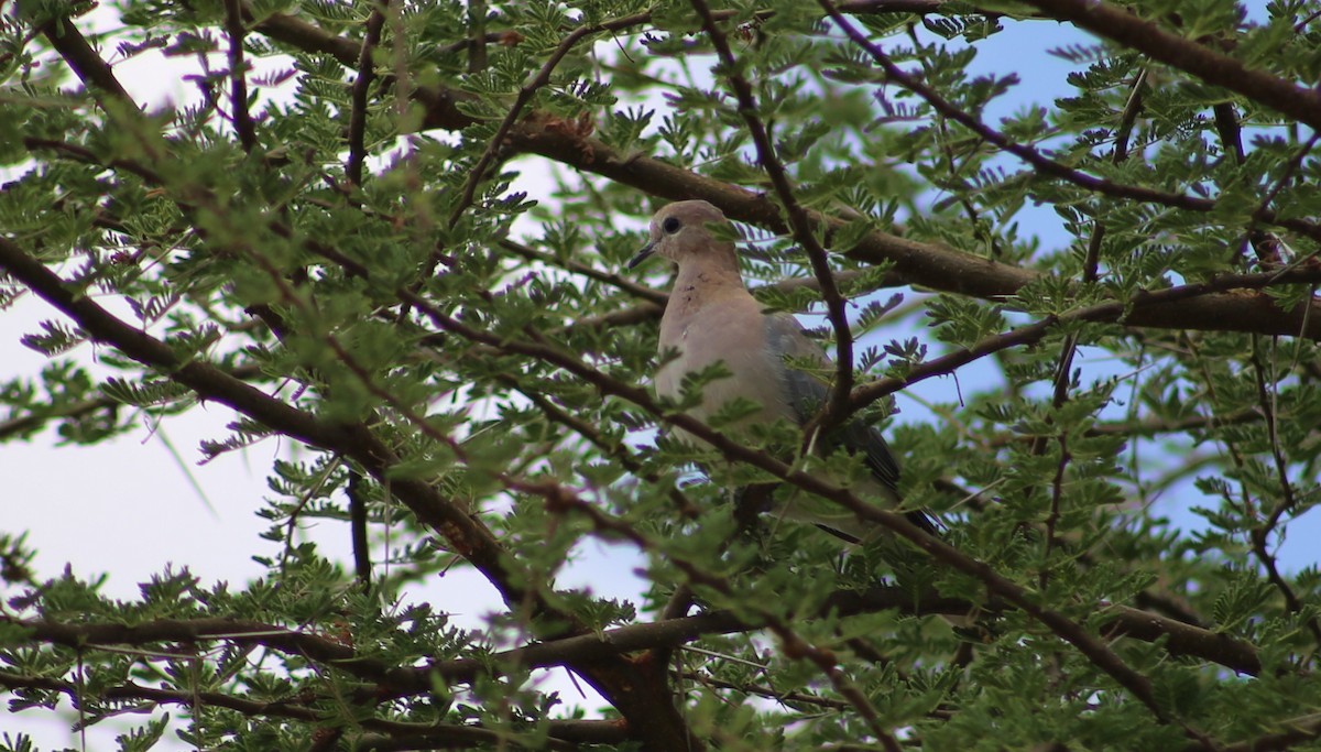 Laughing Dove - ML120080941