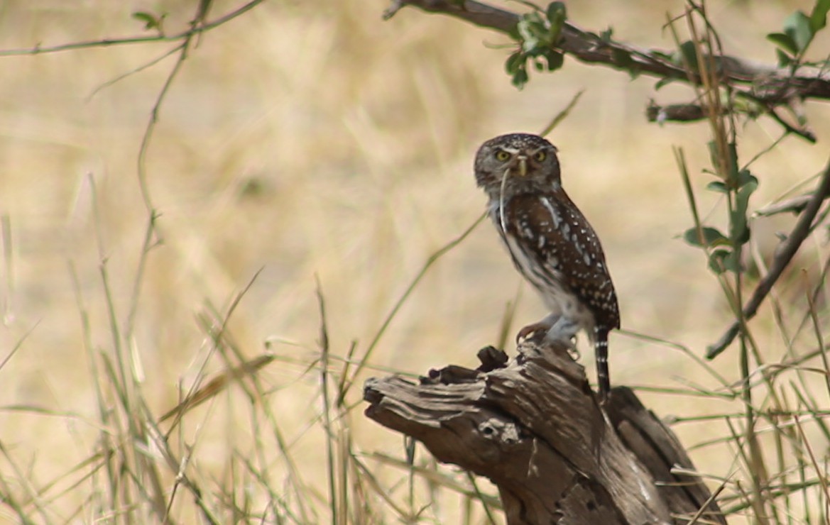 Pearl-spotted Owlet - ML120081281