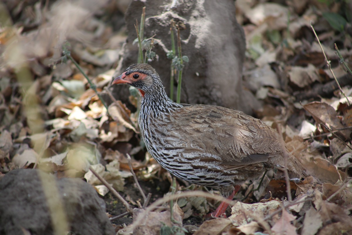 Red-necked Spurfowl - ML120081471