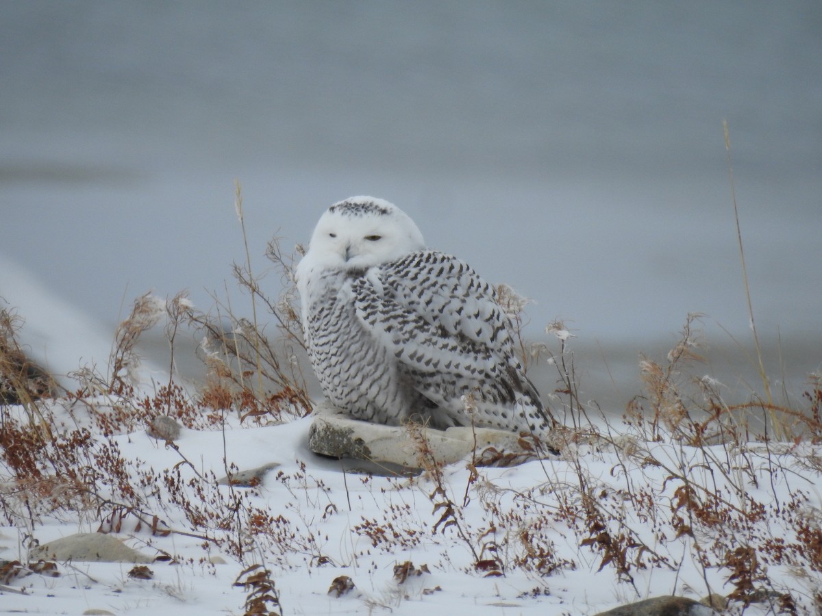 Snowy Owl - Martyn Obbard