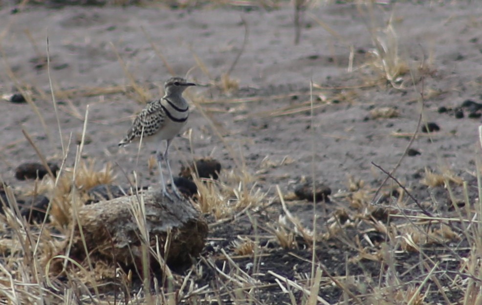 Double-banded Courser - ML120082941