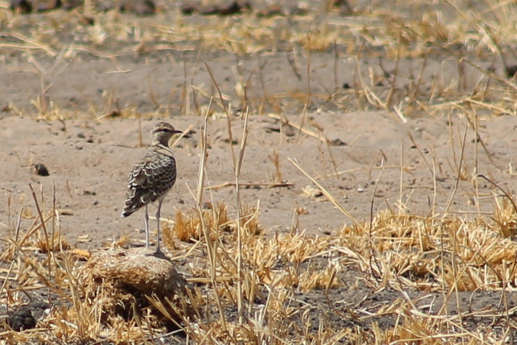 Double-banded Courser - ML120082961