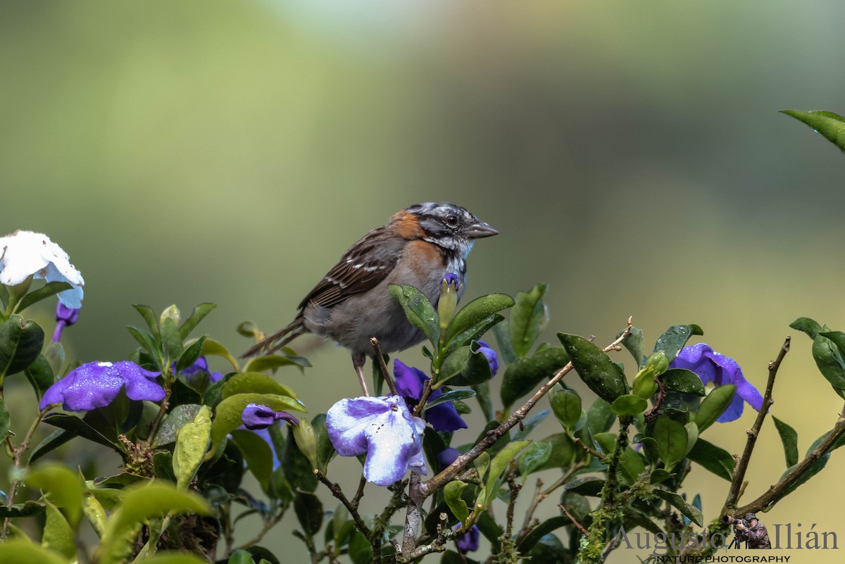 Rufous-collared Sparrow - ML120083281