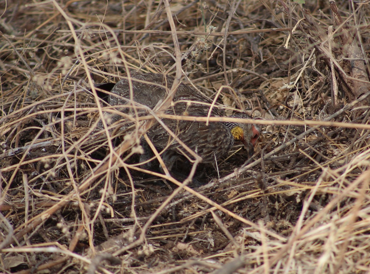 Yellow-necked Spurfowl - ML120083291