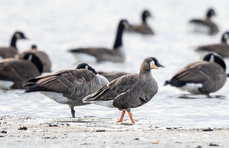 Greater White-fronted Goose - ML120085971