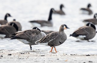 Greater White-fronted Goose, ML120085971