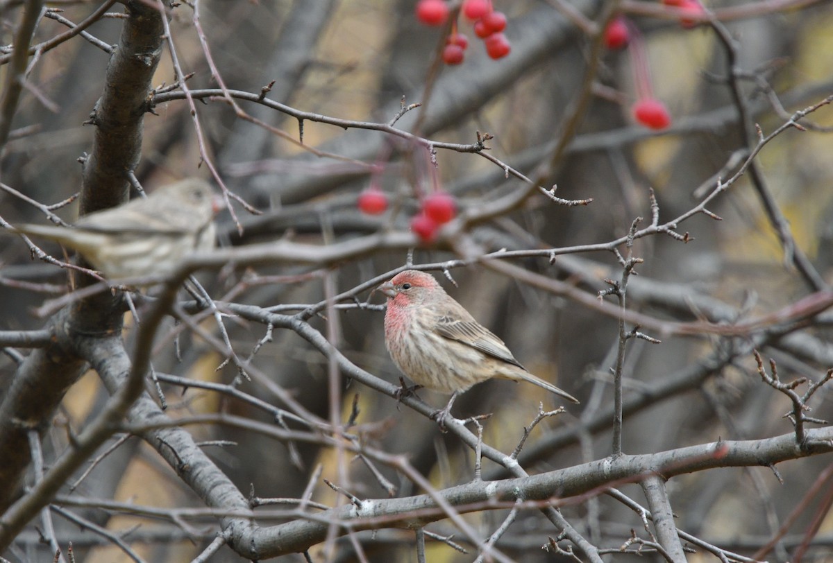 House Finch - Louis Lemay