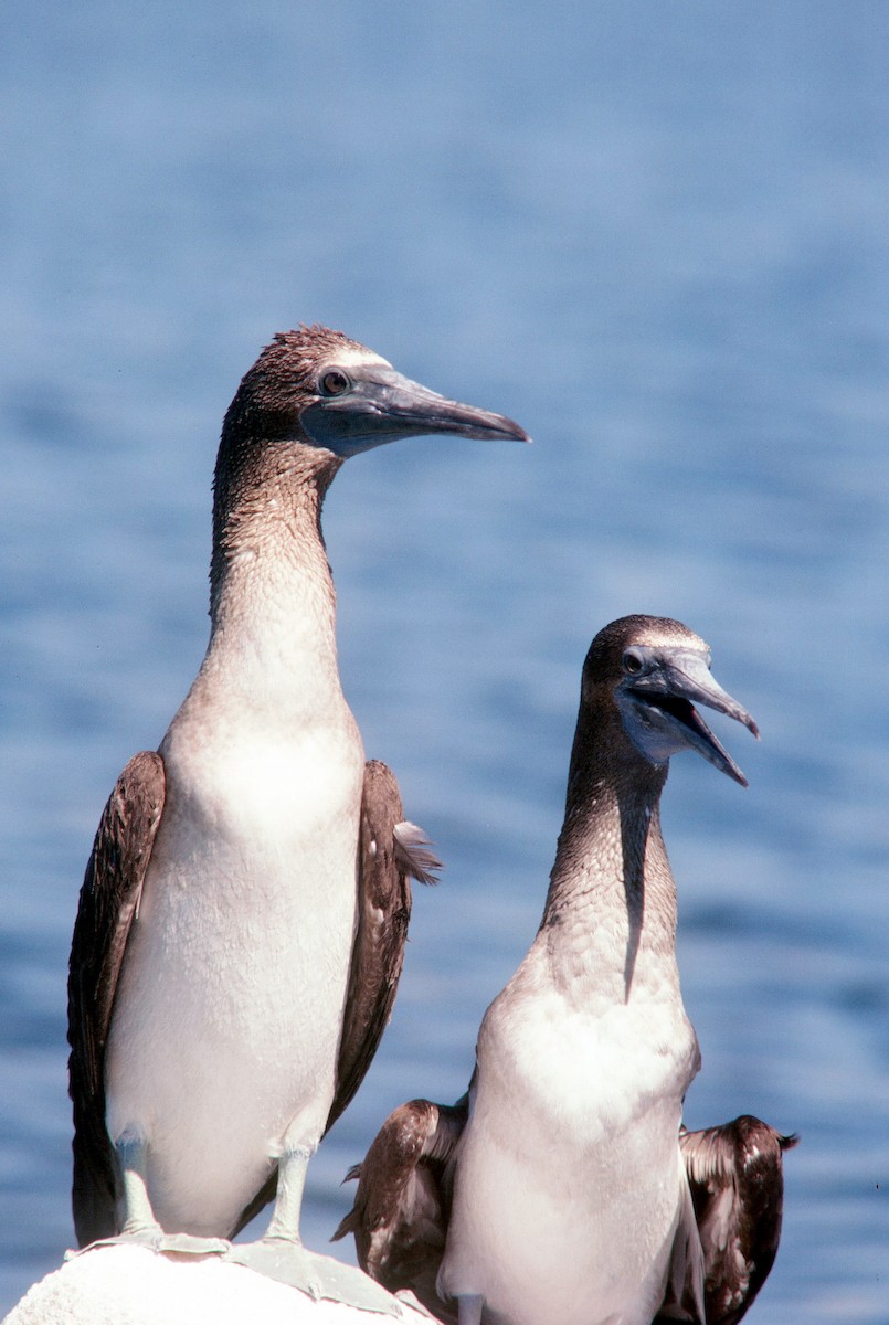Blue-footed Booby - ML120091431