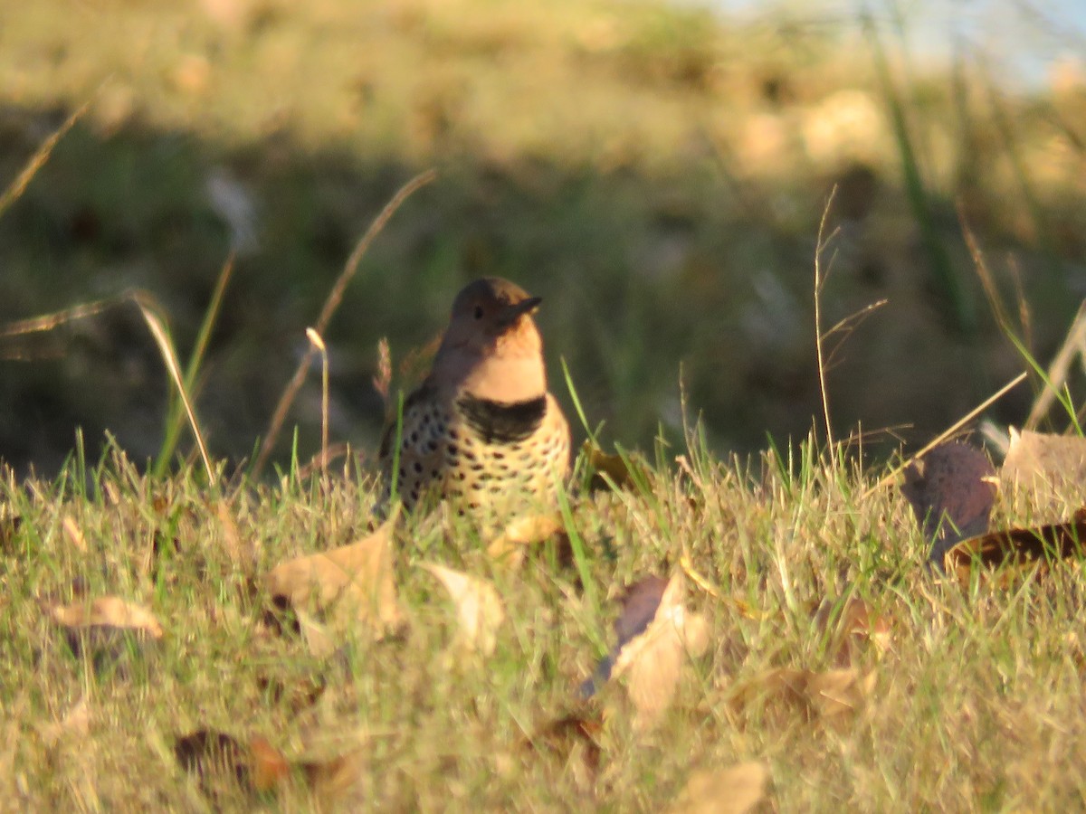 Northern Flicker (Yellow-shafted) - ML120091681