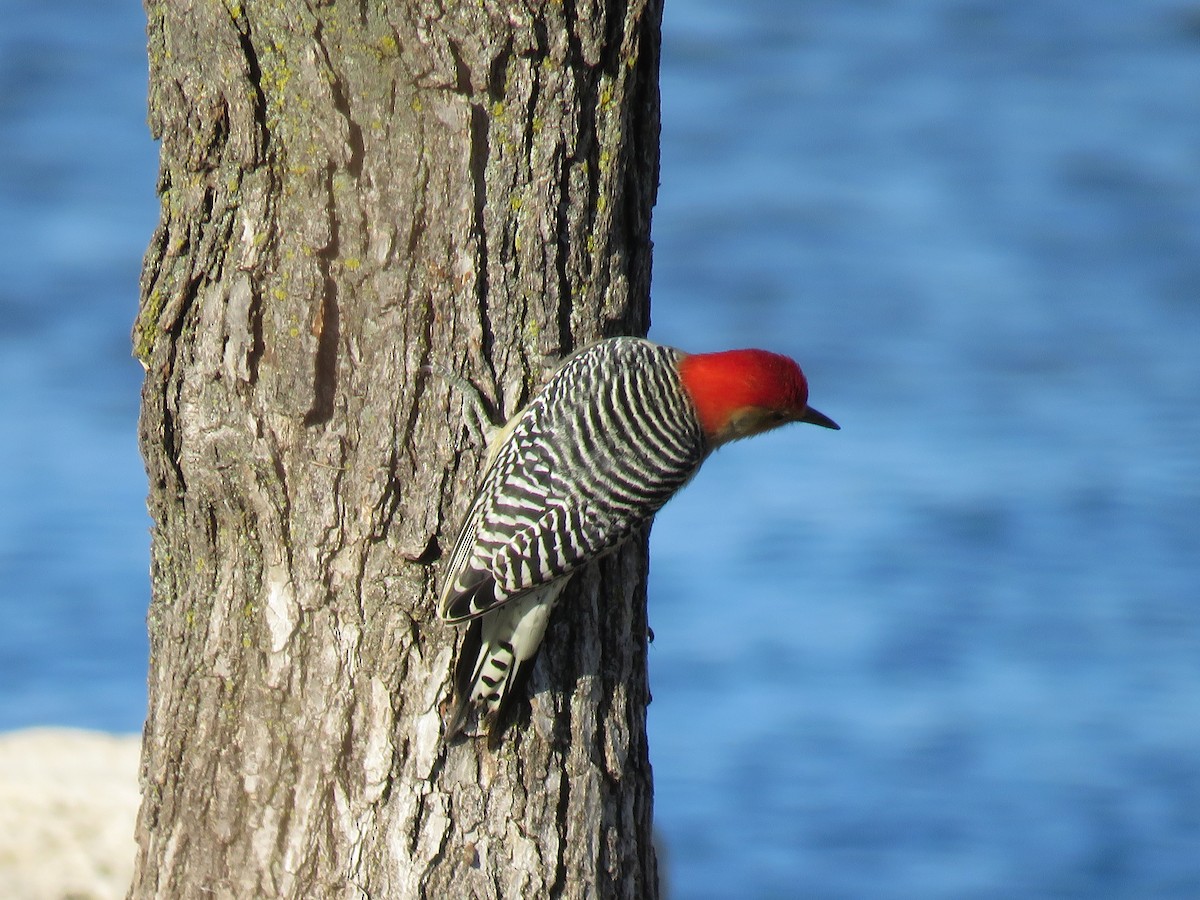 Red-bellied Woodpecker - ML120091831
