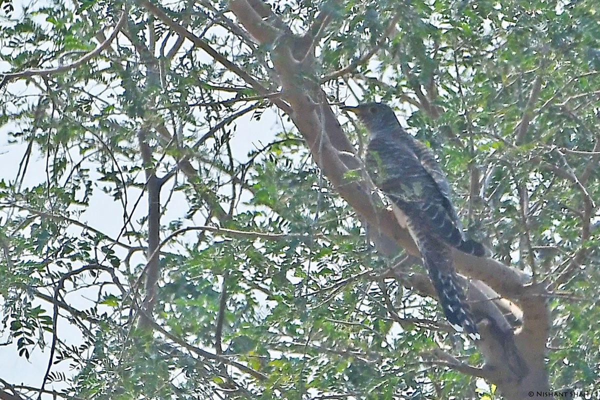 Common Cuckoo - Nishant Shah