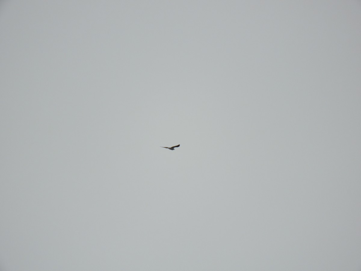White-tailed Kite - RJ Baltierra