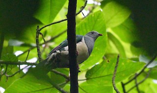  - Cream-breasted Fruit-Dove